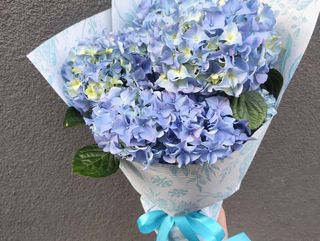 Hydrangea, blue