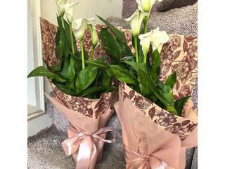 Calla White Pearl - Бяла кала