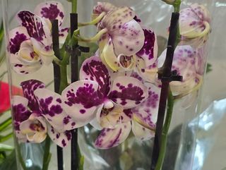 Фалеанопсис