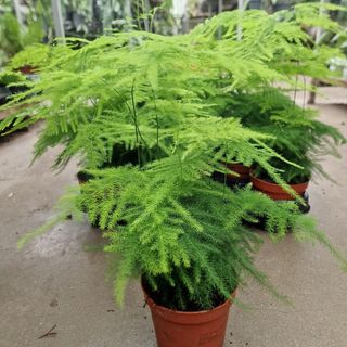 Мъката на художника