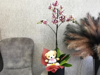 Пръскана орхидея в кутия