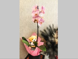 Розова орхидея в кутия