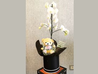 Бяла орхидея в кутия