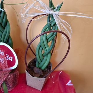 Сансевиера