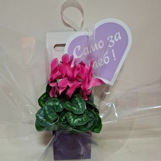 ЦИКЛАМА-Само за теб