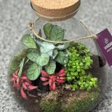 Терариум старс