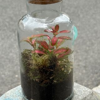 Терариум мини