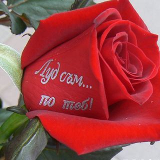 Рози с надпис "Луд съм по теб!"
