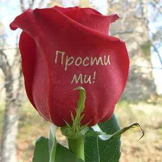 Ваза с рози с надпис: "Прости ми!"