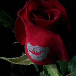 Рози "Целувката на  ..."