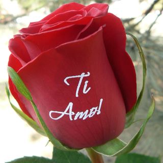 Рози с надпис "Ti Amo!"