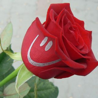 Рози "Усмихни се!"