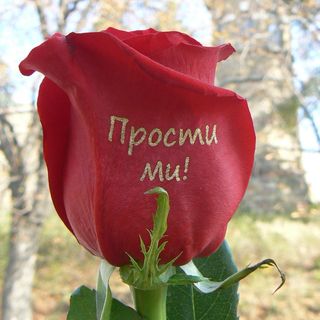 Рози с надпис "Прости ми!"