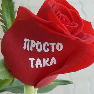 Рози с надпис "ПРОСТО ТАКА"