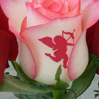 Рози с ангелче