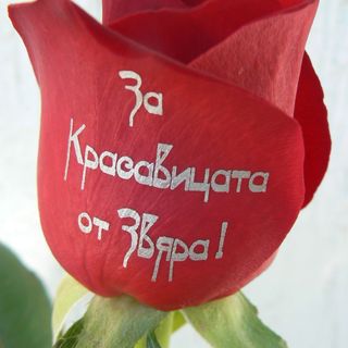 Рози с надпис "За Красавицата от Звяра!"