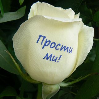 "Прости ми!"-15 рози с надпис във ваза