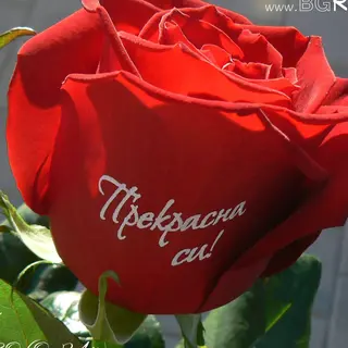 "Прекрасна си!"