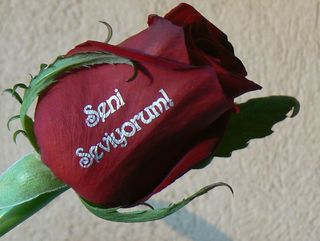 Рози с надпис "Seni Seviyorum!"
