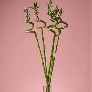 Lucky bamboo