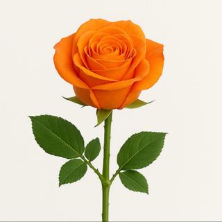 Rose Orange