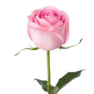 Rose Naturelle Rose Bonheur