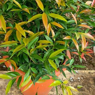 Arbre de couleur