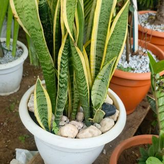 Langue de belles mère grand pot