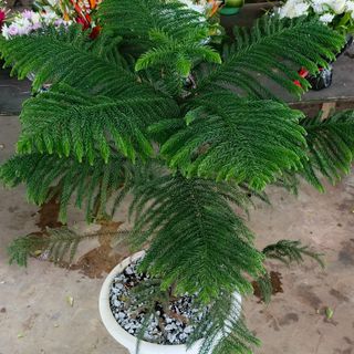 Sapin original