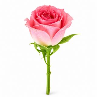Rose Naturelle Rose Bonheur