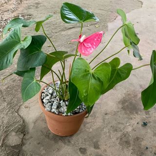 Anthurium