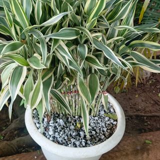 Sandriana grand pot