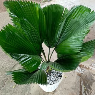 Washingtonia