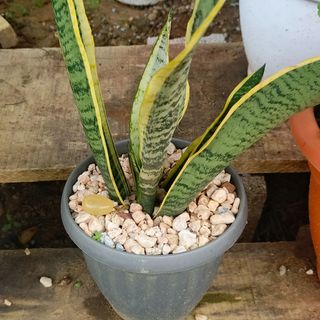 Langue de belle-mère petit pot