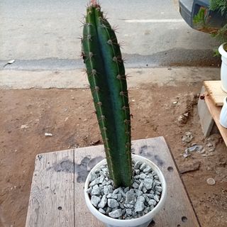 Captus