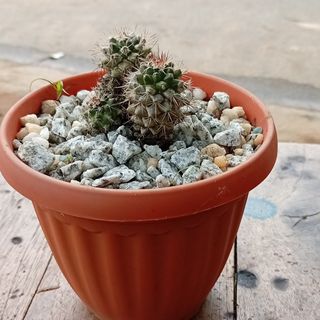 Plante