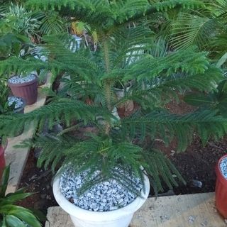Sapen original