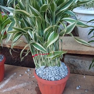 Tarassama petit pot