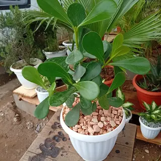 Jolie plante