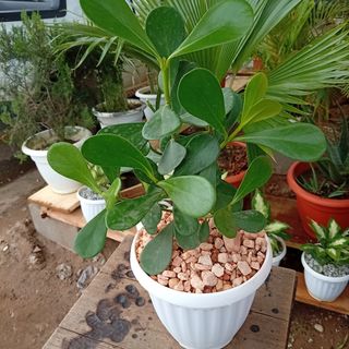 Jolie plante