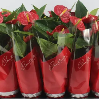 PLANTA DE ANTHURIUM FLOR ROJA