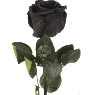 Rosa negra preservada (1 ud.)