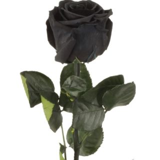 Rosa negra preservada (1 ud.)