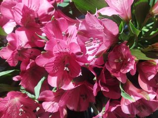 Ramo alstroemerias ROSA FUERTE