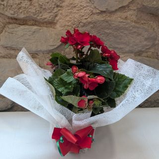 Begonia Elatior
