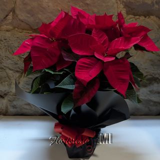 Poinsettia