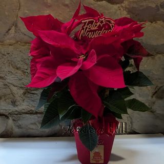 Poinsettia macetero