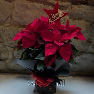 Poinsettia con Pick