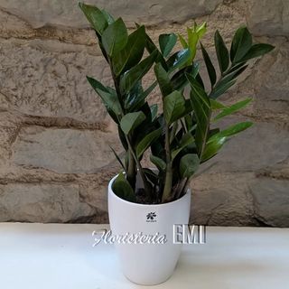 Zamioculca en Macetero