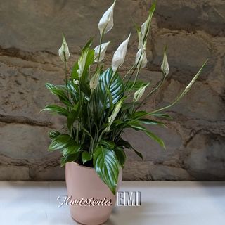 Spatiphyllum Con Macetero